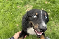 Chloe, a female Australian Shepherd for sale in Burlington, CT – 3 of 10
