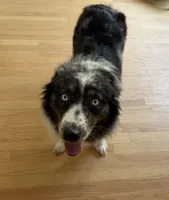 Kellly, a female Australian Shepherd for sale in Burlington, CT – 2 of 10