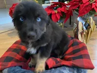 Midnight, a male Australian Shepherd for sale in Burlington, CT – Photo 8 of 10