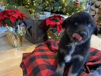 Midnight, a male Australian Shepherd for sale in Burlington, CT – Photo 6 of 10