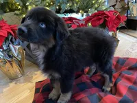 Midnight, a male Australian Shepherd for sale in Burlington, CT – Photo 10 of 10