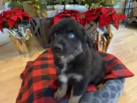 Midnight, a male Australian Shepherd for sale in Burlington, CT – Photo 4 of 10