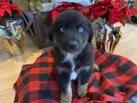 Midnight, a male Australian Shepherd for sale in Burlington, CT – Photo 1 of 10