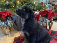 Midnight, a male Australian Shepherd for sale in Burlington, CT – Photo 9 of 10