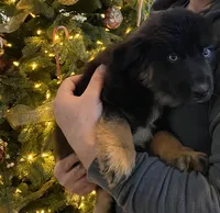 Midnight, a male Australian Shepherd for sale in Burlington, CT – Photo 5 of 10