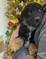 Midnight, a male Australian Shepherd for sale in Burlington, CT – Photo 3 of 10