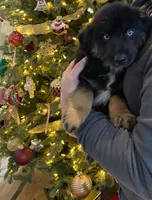 Midnight, a male Australian Shepherd for sale in Burlington, CT – Photo 2 of 10