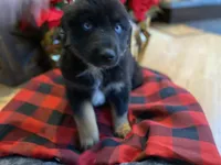 Midnight, a male Australian Shepherd for sale in Burlington, CT – Photo 7 of 10