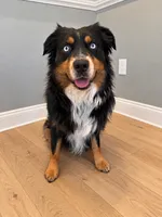 Ranger, a male Australian Shepherd for sale in Burlington, CT – 10 of 10