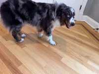 Kellly, a female Australian Shepherd for sale in Burlington, CT – 7 of 10
