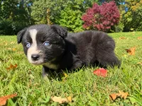 dash, a male Australian Shepherd for sale in Burlington, CT – 6 of 10