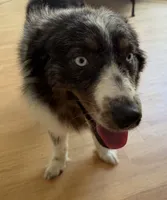 Kellly, a female Australian Shepherd for sale in Burlington, CT – 6 of 10