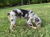 Lexie, a female Australian Shepherd for sale in Burlington, CT – Photo 7 of 10