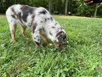 Lexie, a female Australian Shepherd for sale in Burlington, CT – Photo 8 of 10