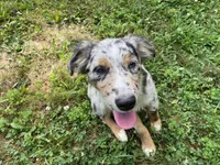 Lexie, a female Australian Shepherd for sale in Burlington, CT – Photo 9 of 10