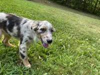 Lexie, a female Australian Shepherd for sale in Burlington, CT – Photo 3 of 10