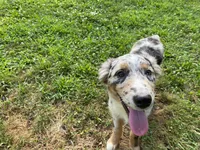 Lexie, a female Australian Shepherd for sale in Burlington, CT – Photo 10 of 10