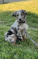 Lexie, a female Australian Shepherd for sale in Burlington, CT – Photo 2 of 10