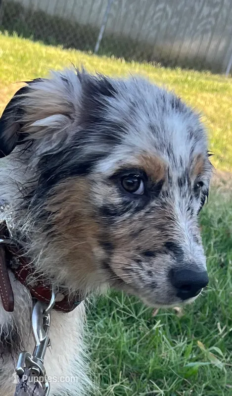 Lexie, a female Australian Shepherd for sale in Burlington, CT – Photo 1 of 10