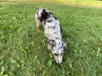 Lexie, a female Australian Shepherd for sale in Burlington, CT – Photo 4 of 10