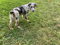 Lexie, a female Australian Shepherd for sale in Burlington, CT – Photo 5 of 10