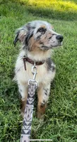 Lexie, a female Australian Shepherd for sale in Burlington, CT – Photo 6 of 10