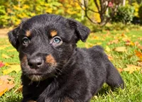 Bear, a male Australian Shepherd for sale in Burlington, CT – 8 of 10