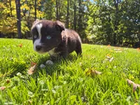 dash, a male Australian Shepherd for sale in Burlington, CT – 10 of 10