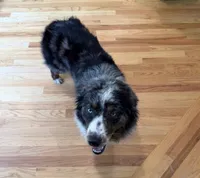 Kellly, a female Australian Shepherd for sale in Burlington, CT – 8 of 10