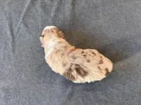 Victorious, a male Aussiedoodle for sale in Burlington, CT – Photo 10 of 10