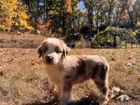 Victorious, a male Aussiedoodle for sale in Burlington, CT – Photo 6 of 10