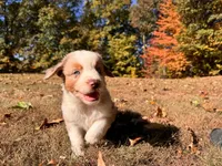 Victorious, a male Aussiedoodle for sale in Burlington, CT – Photo 5 of 10