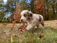Victorious, a male Aussiedoodle for sale in Burlington, CT – Photo 3 of 10