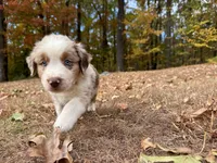 Victorious, a male Aussiedoodle for sale in Burlington, CT – Photo 8 of 10