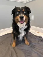 Victorious, a male Aussiedoodle for sale in Burlington, CT – Photo 9 of 10