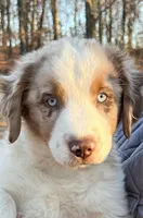 Victorious, a male Aussiedoodle for sale in Burlington, CT – Photo 1 of 10