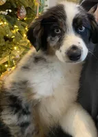 Trapper, a male Australian Shepherd for sale in Burlington, CT – Photo 2 of 10