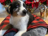 Trapper, a male Australian Shepherd for sale in Burlington, CT – Photo 5 of 10
