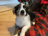 Trapper, a male Australian Shepherd for sale in Burlington, CT – Photo 7 of 10