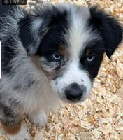 Trapper, a male Australian Shepherd for sale in Burlington, CT – Photo 1 of 10