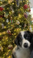 Trapper, a male Australian Shepherd for sale in Burlington, CT – Photo 6 of 10