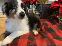 Trapper, a male Australian Shepherd for sale in Burlington, CT – Photo 3 of 10