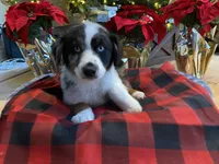 Trapper, a male Australian Shepherd for sale in Burlington, CT – Photo 10 of 10