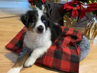 Trapper, a male Australian Shepherd for sale in Burlington, CT – Photo 8 of 10