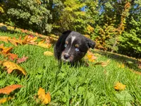Ranger , a male Australian Shepherd for sale in Burlington, CT – 7 of 10