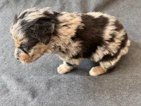 Maverick, a male Aussiedoodle for sale in Burlington, CT – Photo 2 of 6