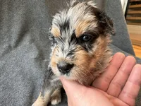 Maverick, a male Aussiedoodle for sale in Burlington, CT – Photo 1 of 6