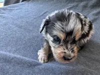 Maverick, a male Aussiedoodle for sale in Burlington, CT – Photo 3 of 6