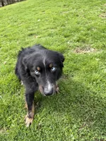 Chloe, a female Australian Shepherd for sale in Burlington, CT – 5 of 10