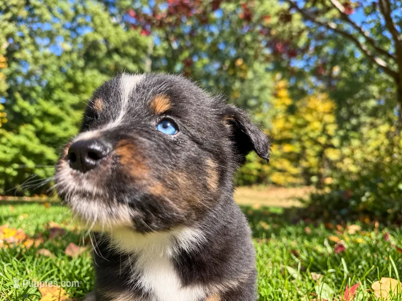 Ranger  – Australian Shepherd puppy for sale in Burlington, CT